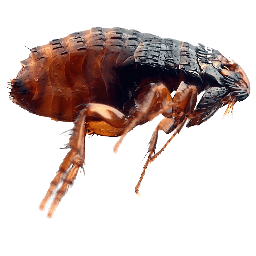 Puce du chat - Ctenocephalides felis