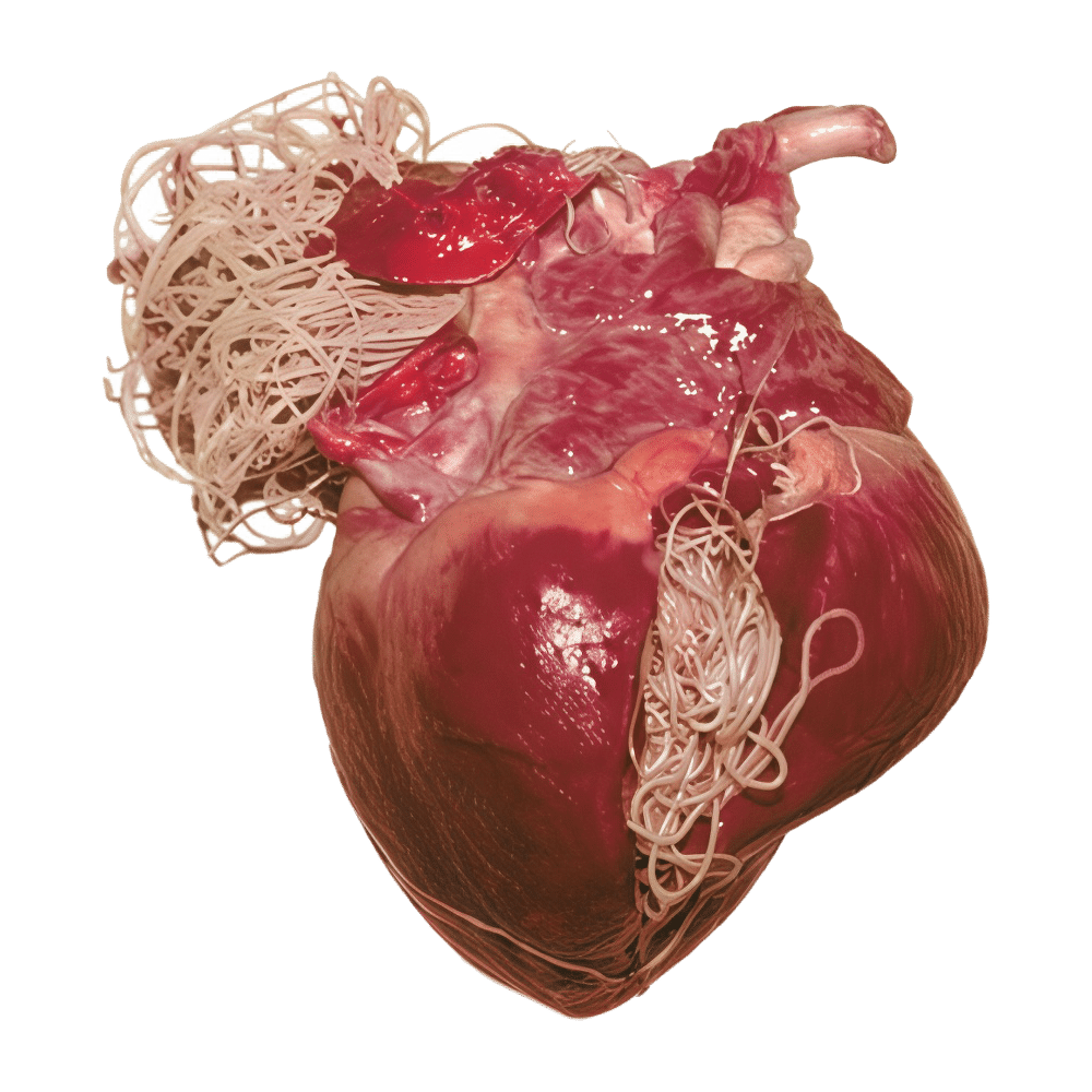 Ver du cœur - Dirofilaria immitis