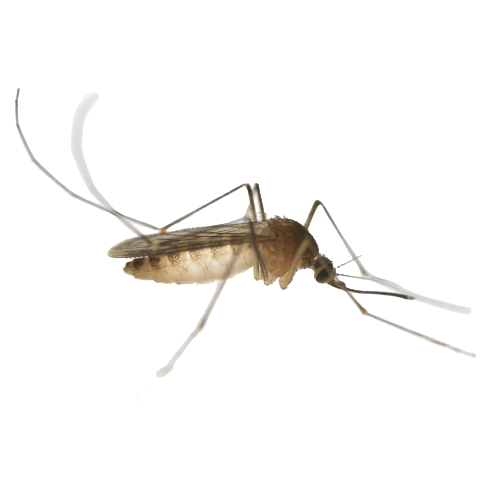 Vecteurs de parasites