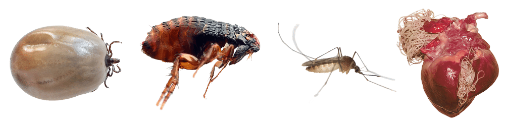 Les parasites communs chez les chiens et chats