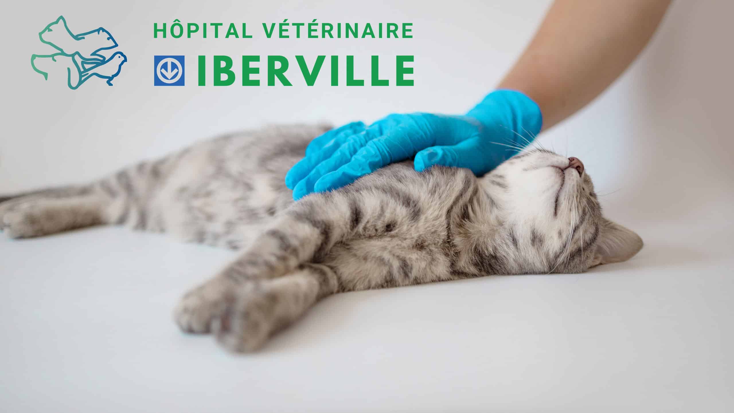 Vétérinaire à Montréal examinant un chat gris pendant un examen de santé annuel à la clinique.