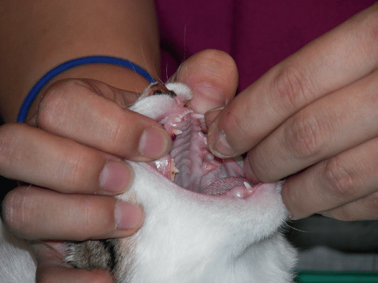 Administration comprimé chat