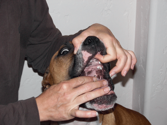 Administration comprimé chien