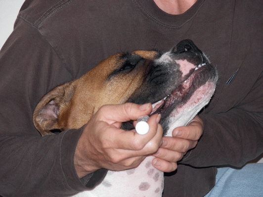 Seringue orale - administration chez le chien